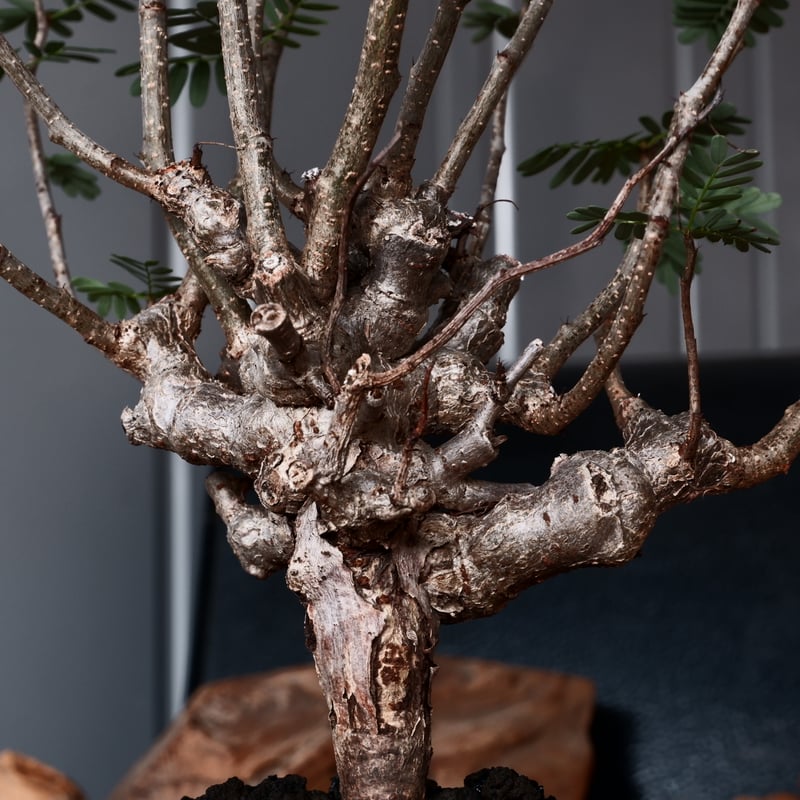 センナメリディオナリス 現地球 枝ぶり良好 良型 美株 阪本健 センナ