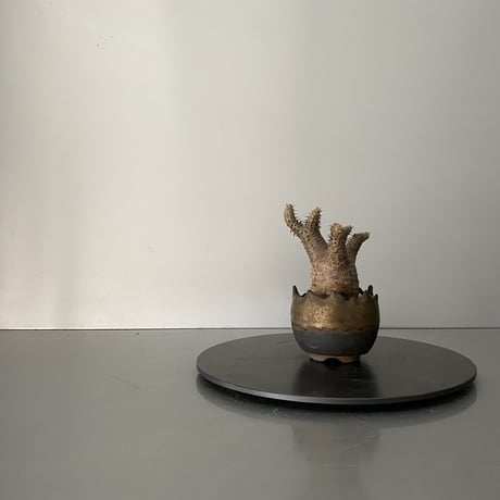 発根済 ちび兜 マカイエンセ 魔界玉  BG-173 × S.N.Pot "丸"- crown - 2号鉢 ［作家  "根本峻吾"］