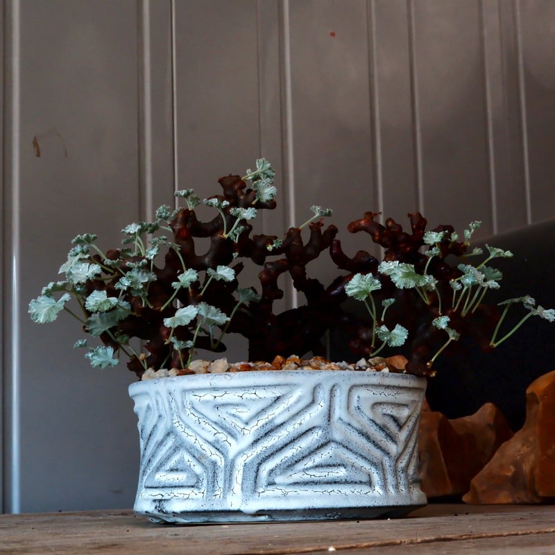 ペラルゴニウムミラビレ枝挿し発根済Ⅶ 陶器鉢セット