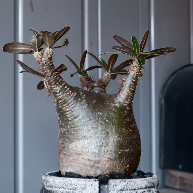 グラキリス φ8cm - 象牙宮- ［No.04］× 根本峻吾 作 S.N POT type.