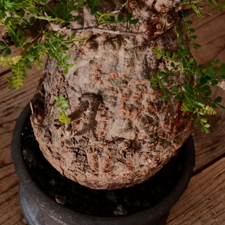 オペルクリカリア パキプス φ13cm［No.25］  × 磯部祐介 作品【 瓦 - kawara - "金剛"  】 5号 植木鉢 笠間焼
