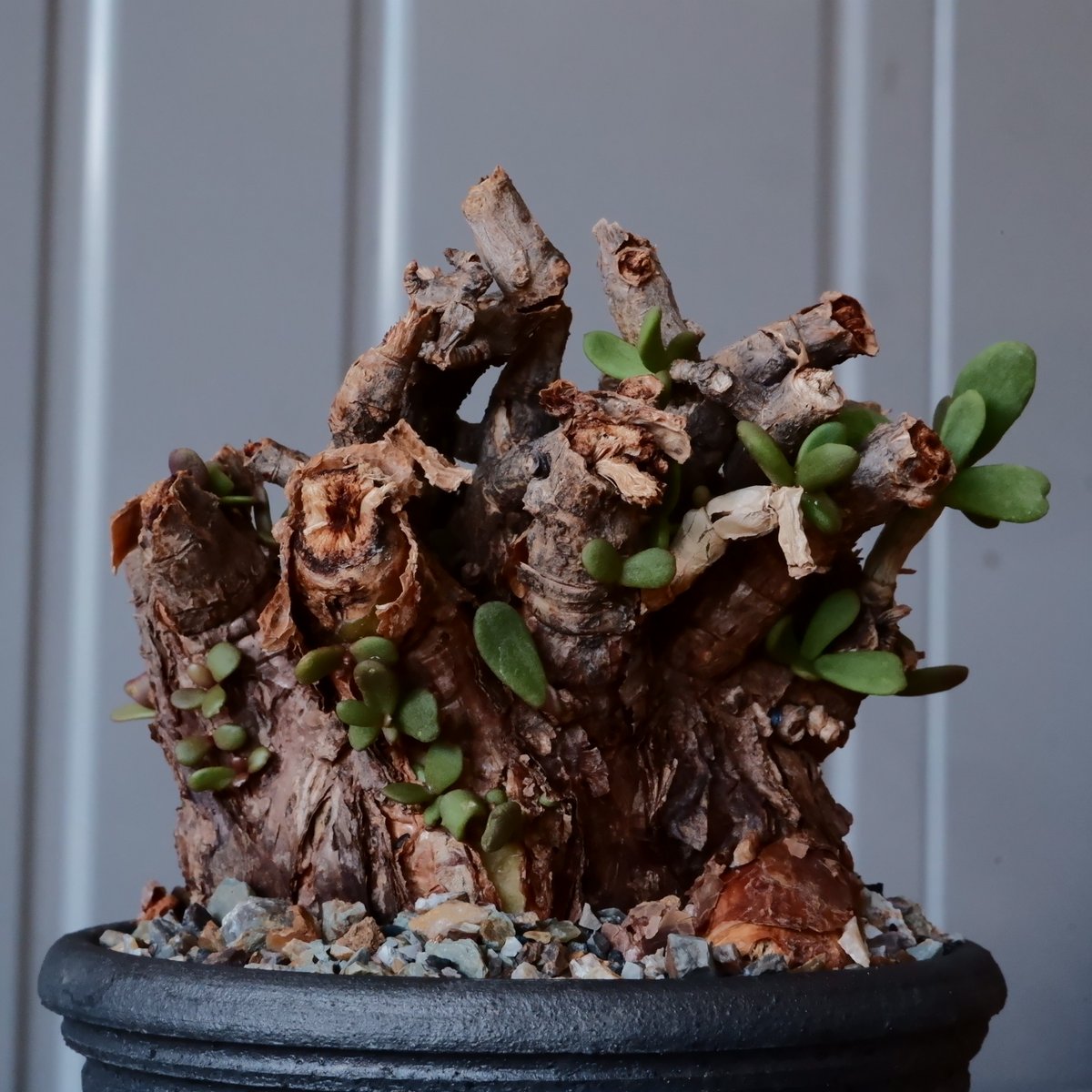 ケラリア ピグマエア［No.13］ ×與那嶺大輔 作 「琉球飛鉋」3号 植木鉢