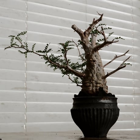 オペルクリカリア パキプス φ6.5cm［No.4］  ×   小野瀬一 作品  3号 植木鉢