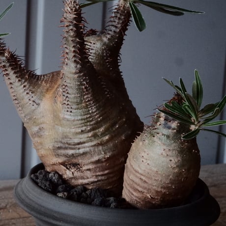 二頭グラキリス φ10cm - 象牙宮 -［No.95］  × 磯部祐介 作「 匣 - kou -」3.5号 植木鉢 笠間焼