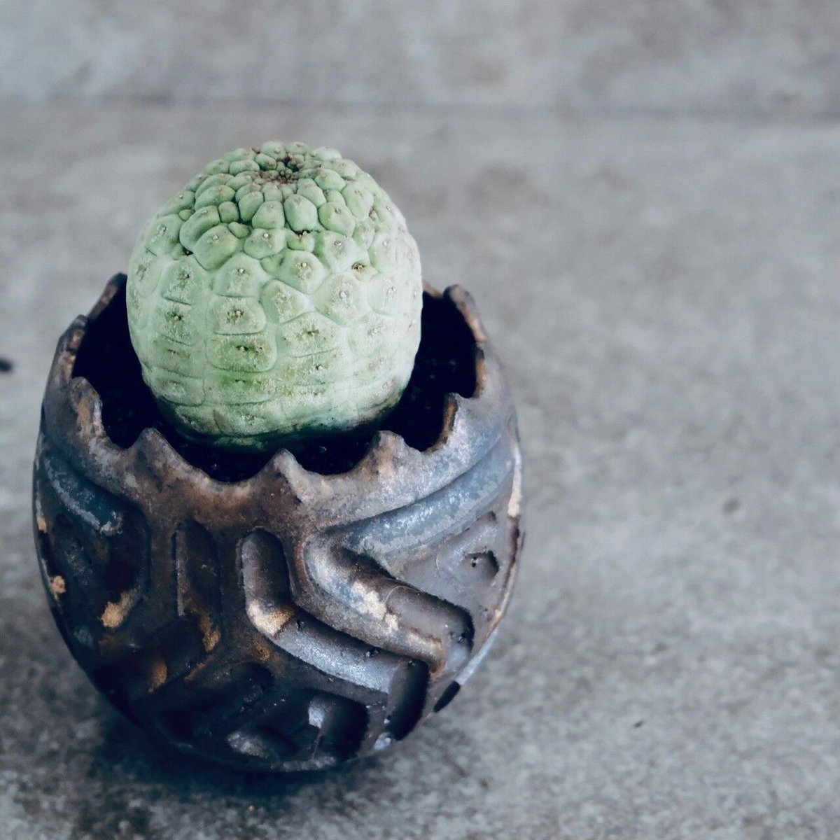 仏頭玉 ラリレアキア カクティフォルメ No.09 × S.N.Pot 