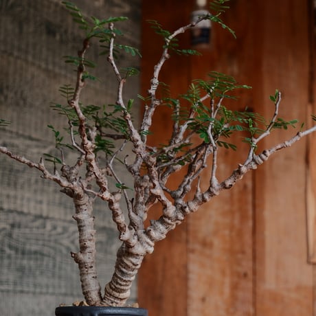 センナ メリディオナリス［No.31］  ×  根本峻吾 作 S.N POT type.tall「 鐡 - kurogane - 」3号 植木鉢 笠間焼
