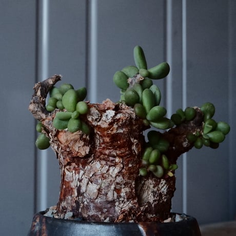 ケラリア ピグマエア［No.44］  × 磯部祐介 作品【 円 - 闇堕ち - 】2.5号 植木鉢 笠間焼