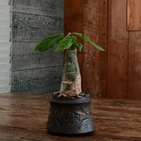 アデニア クリスタルグリーン［No.57］  ×   根本峻吾 作 S.N POT type.cylinder「 刻印  - kokuin - 」3号 植木鉢 笠間焼