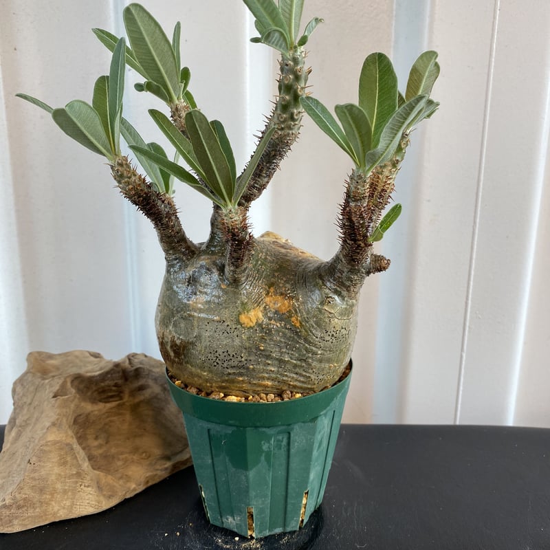 グラキリス　良株 奇形の人面株【グラキリス 中ぶり 発根済 2020年8月輸入 現地株】BH