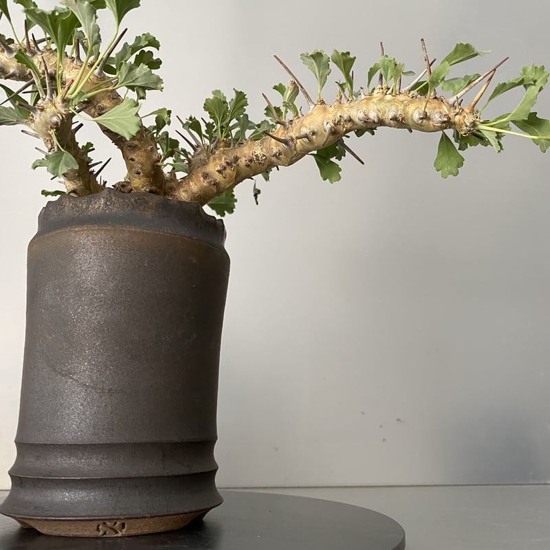 サルコカウロン　クラシカウレ（モンソニア　クラシカウリス）現地球　発根済み モンソニア サルコカウロン クラシカウレ 発根済 現地株 MS-03 × S.N.