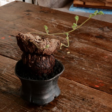 ペラルゴ二ウム トリステ 発根済［No.38］  ×   沼野秀章 作「 black wrap 」3号 植木鉢 笠間焼