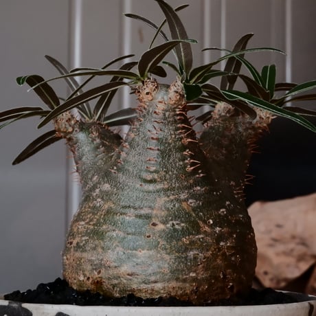 グラキリス φ8cm - 象牙宮 - ［No.11］  ×   沼野秀章 作「 black wrap 」3号 植木鉢 笠間焼