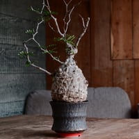 オペルクリカリア パキプス φ11cm［No.30］  ×  杉山悠 作 3.5号 植木鉢 笠間焼