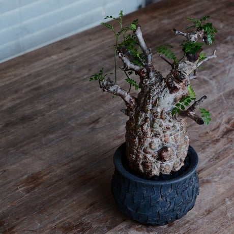 オペルクリカリア パキプス［No.44］  ×   沼野秀章 作「 black wrap 」3号 植木鉢 笠間焼