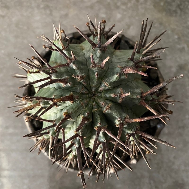 チ*中様 ユーフォルビア　ホリダ　鬼軍曹(ロウルサンコhyb) メルカリ便発送&ロウルサンコさんラベル付き☆ユーフォルビア