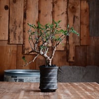 センナ メリディオナリス［No.16］  ×  磯部祐介 作「 瓦 - kawara - 金剛 tall ver.」3号 植木鉢 笠間焼