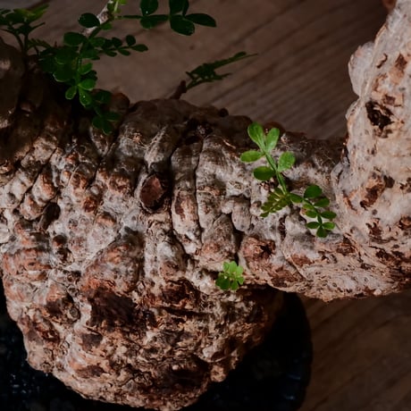 オペルクリカリア パキプス φ10cm［No.21］  × 沖誠 作「Bark / deep cylinder 」 3号 植木鉢 笠間焼