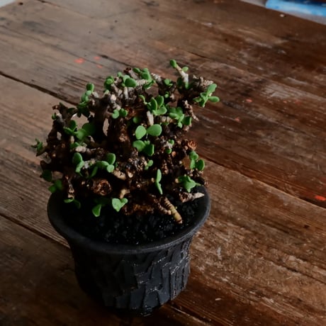 ケラリア ピグマエア 発根済［No.17］  ×   沼野秀章 作「 black wrap 」4号 植木鉢 笠間焼