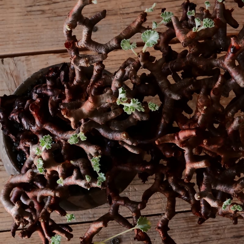 大株 】ペラルゴニウム ミラビレ［No.86］ × 沼野秀章 作品【 black wr