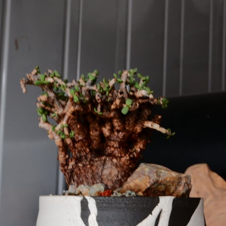 ケラリア ピグマエア［No.79］  × 沼野秀章 作品【  Black Wrap 】3号 植木鉢 笠間焼