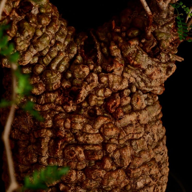 オペルクリカリア パキプス ボコ肌 幹幅13cm 大型 ボコボコ肌 パキプス 05 ［幹幅15cm ］ 7号鉢 | Botanical