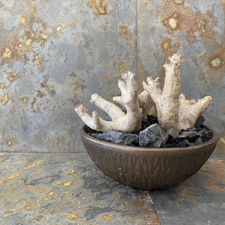 Madagascar Rock Garden - Black -［ No.2 ］