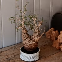 パキポディウム ブレビカリックス 輸入株 発根済［No.7］ × 根本峻吾