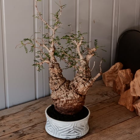 大株 オペルクリカリア パキプス φ 14cm［No.45］  ×   根本峻吾 作 S.N POT  type.slim-low「 月光ノ鐵 」 6号 植木鉢