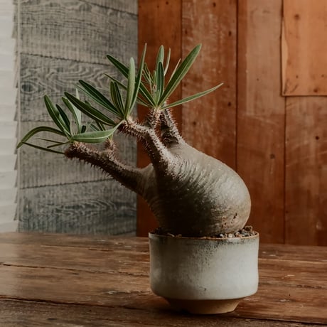 特大亀鉢 Amazon.co.jp: 金魚鉢 金魚 メダカ 鉢 メダカ鉢 睡蓮鉢 水耕