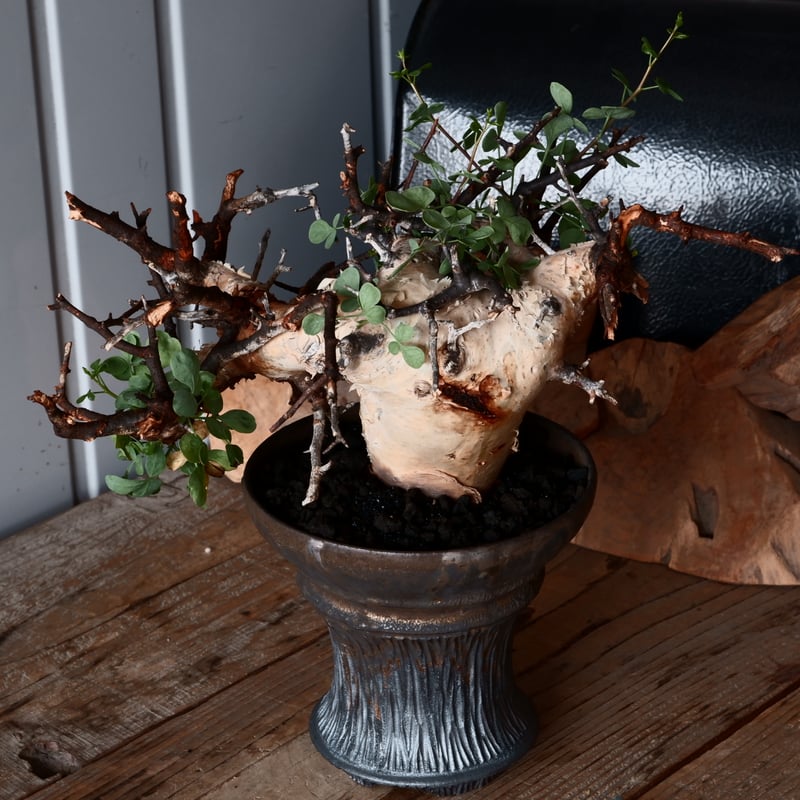 コミフォラ カタフ ピュア 輸入株［No.34］ ×磯部祐介 作「 鎧 - yoroi