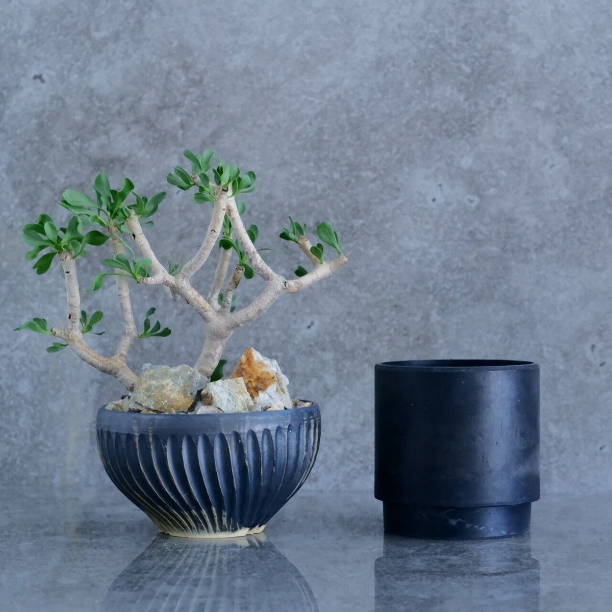 オトンナ フルカタ No.21 × CLAW 