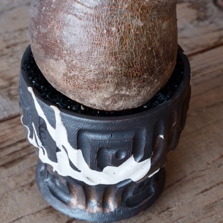 グラキリス φ8cm - 象牙宮-［No.31］× 根本峻吾 作 S.N POT type.round「 鐵 -堕天黒- 」3号鉢 笠間焼