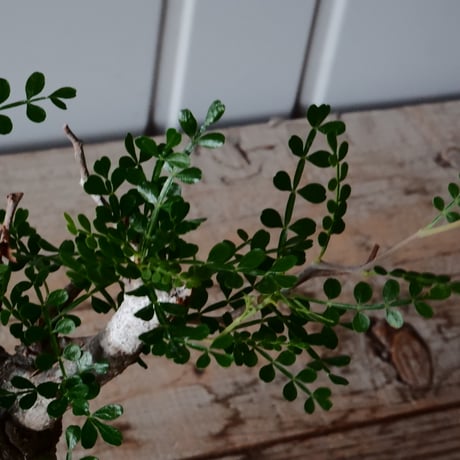 オペルクリカリア パキプス φ 6cm［No.22］  × 磯部祐介 作「 匣 - kou -」3号 植木鉢 笠間焼