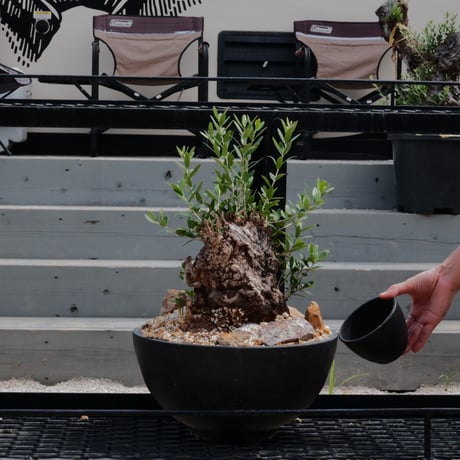 CATEGORY オールドオリーブ - Old Olive - | Botanical Holic