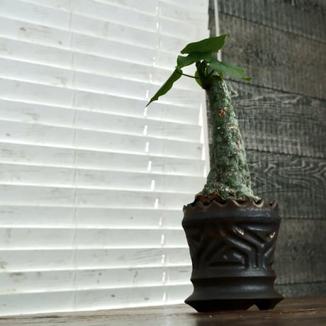 アデニア クリスタルグリーン［No.55］  ×   根本峻吾 作 S.N POT type.slim「 鐡 - 黒焔 - 」3号 植木鉢 笠間焼