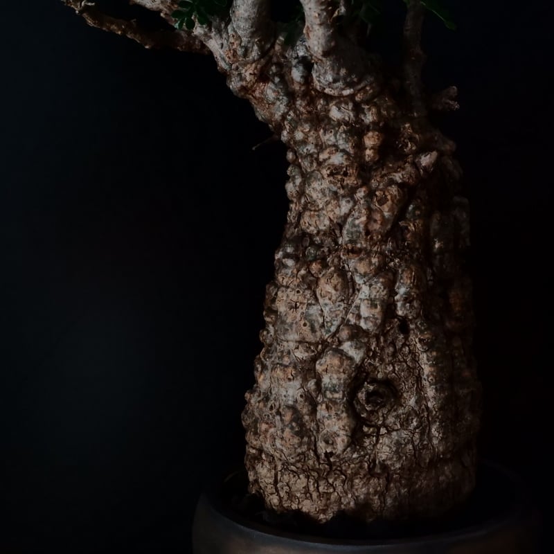 オペルクリカリア パキプス［No.19］ × HINUMA RYU 作 「龍ノ長鉢」植木