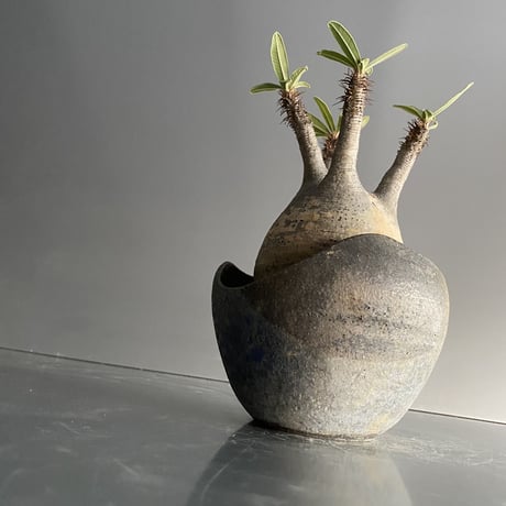 Gracilius × Shell Pot「Ibushi Gin」 - 笠間焼  - D16