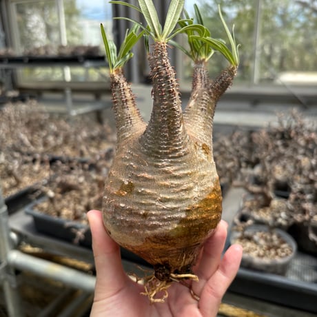 Botanical Holic