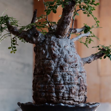 発根済 オペルクルカリア パキプス［No.52］  ×  松野然 作「ZEN」4号 植木鉢
