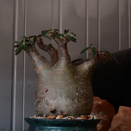グラキリス φ11cm - 象牙宮 -［No.26］  ×   森田昌求 作 「 CLAW - L - 」 4.5号 植木鉢 笠間焼