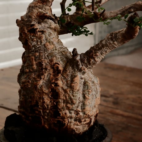 オペルクリカリア パキプス φ7.5cm［No.9］  ×   小野瀬一 作品  3号 植木鉢