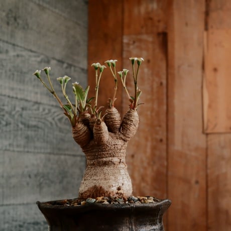 ユーフォルビア ラバティ［No.62］  ×   沼野秀章 作「 black wrap 」3号 植木鉢 笠間焼