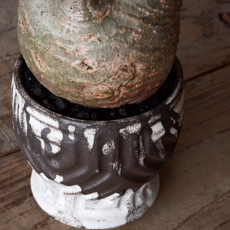 グラキリス φ8.5cm - 象牙宮-［No.45］× 根本峻吾 作 S.N POT type.round「 鐵 -堕天白- 」3号鉢 笠間焼