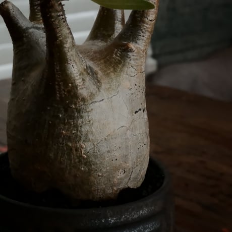 グラキリス φ7.5cm - 象牙宮 - ［No.60］  ×  根本峻吾 作 S.N POT type.round「 鐡 - kurogane - 」 3号 植木鉢 笠間焼