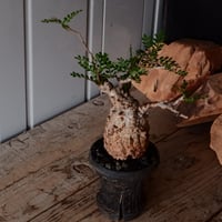 オペルクリカリア パキプス φ 7.5cm［No.15］  ×   沼野秀章 作「  black wrap 」3号 植木鉢 笠間焼