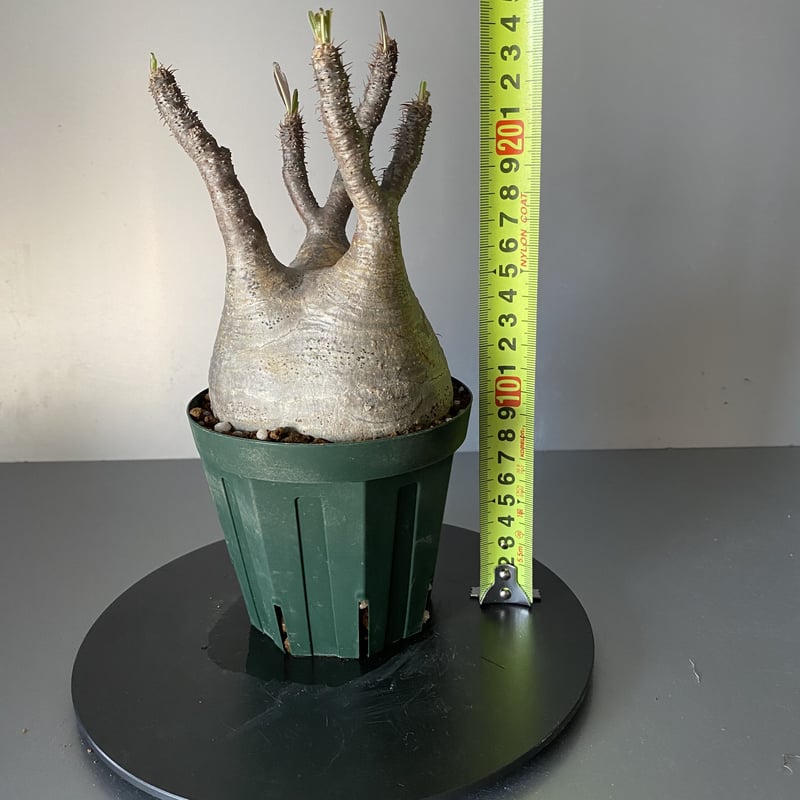 グラキリス 現地株 2021年2月輸入 発根管理中 BG-107