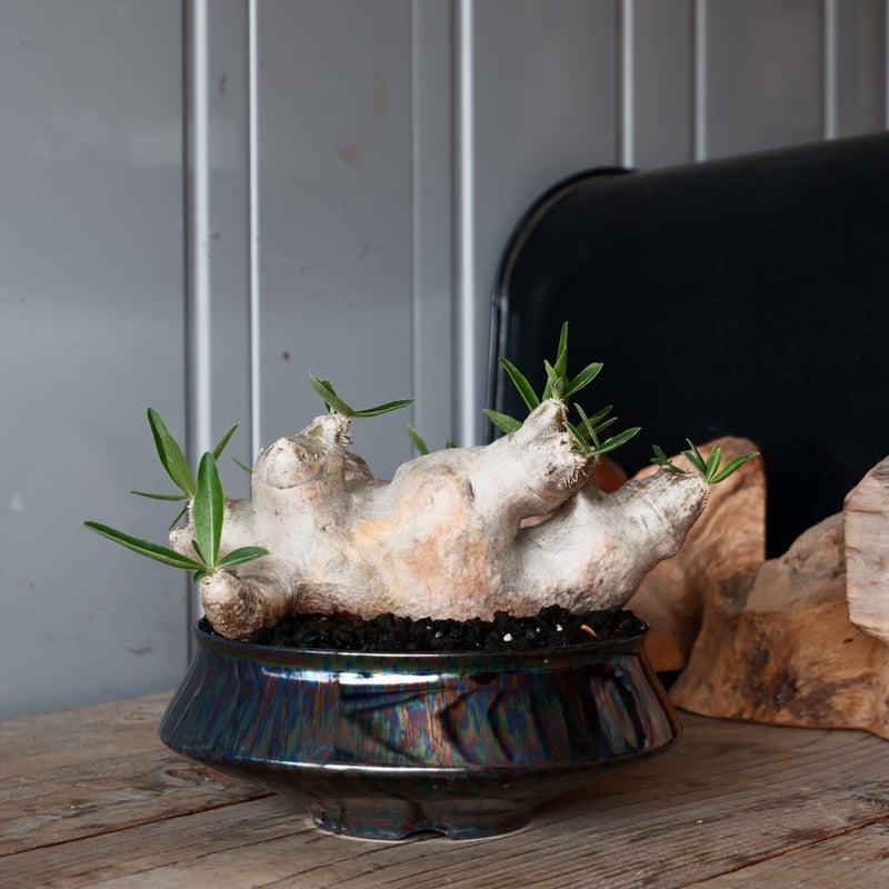 パキポディウム　ブレビカリックス特大株 パキポディウムブレビカリックス特大株