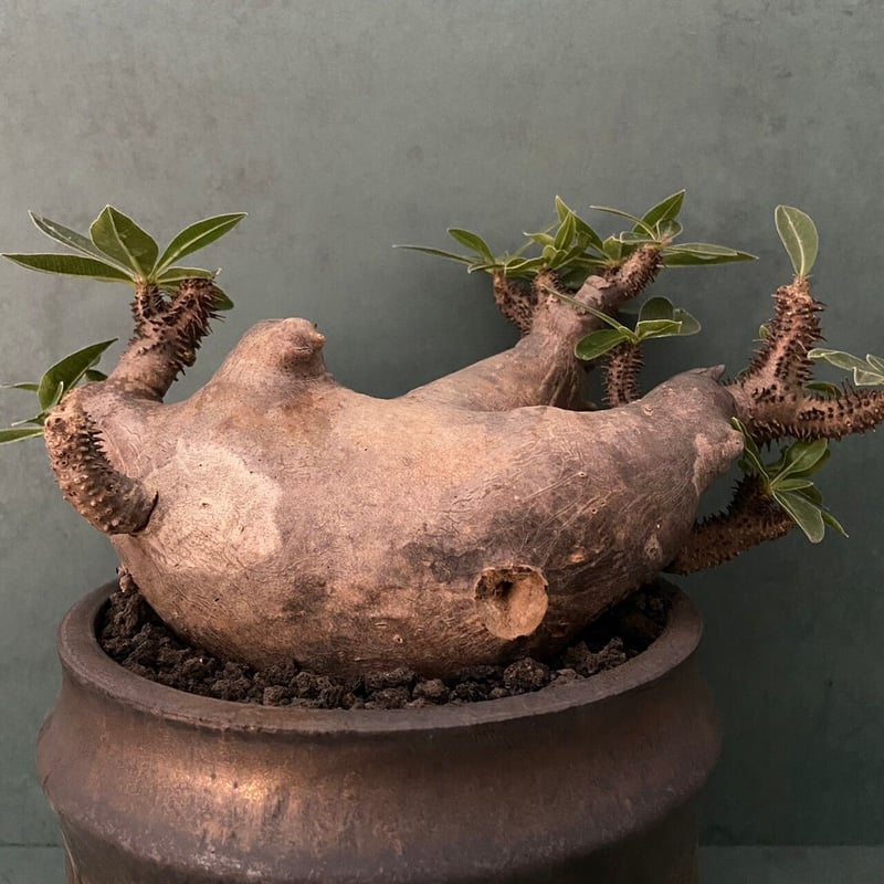 マカイエンセ　陶器鉢付き CATEGORY マカイエンセ - Makayense - | Botanical Holic