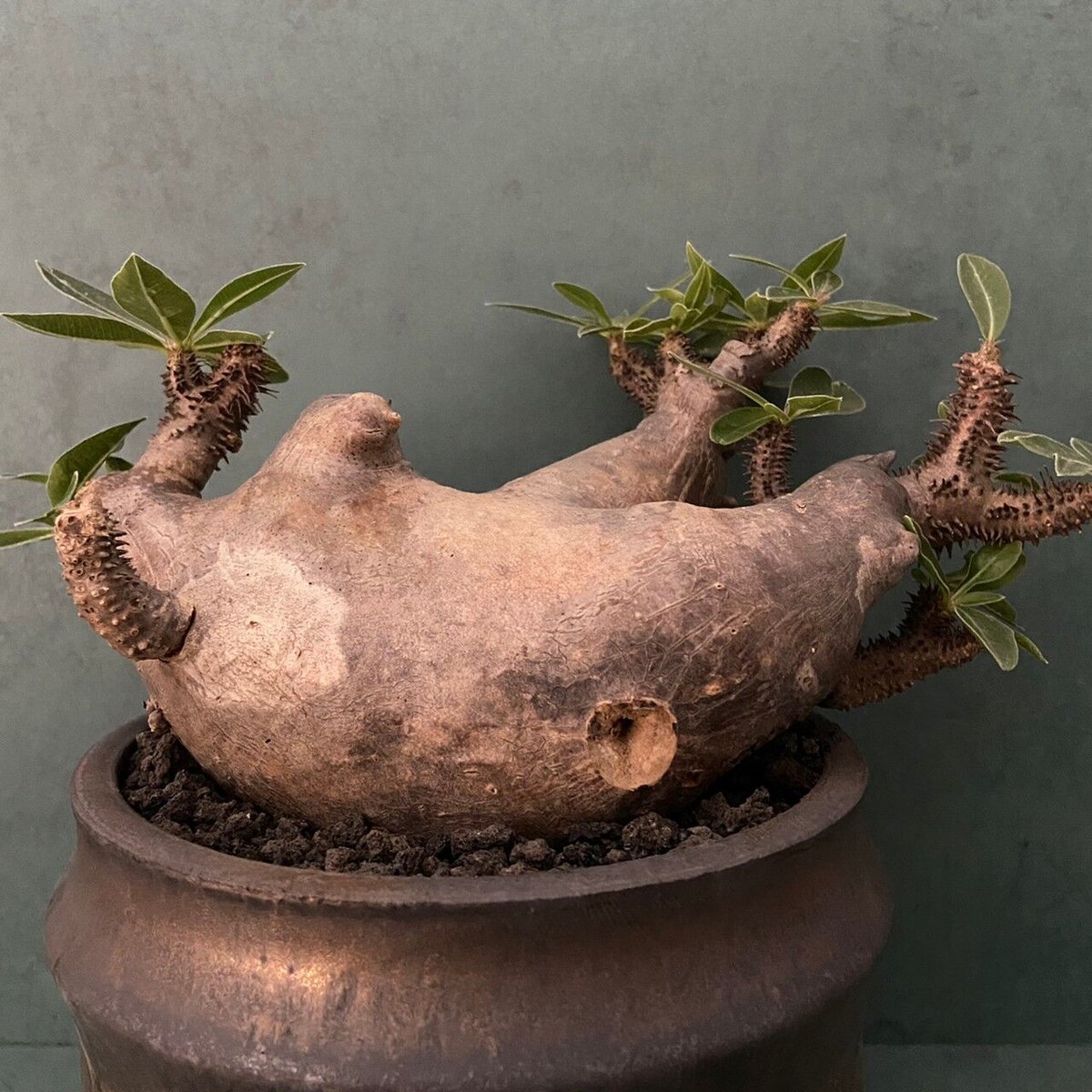 マカイエンセ　陶器鉢付き 植物 × 鉢 】パキポディウム マカイエンセ × Valiem GHOST（BOWL