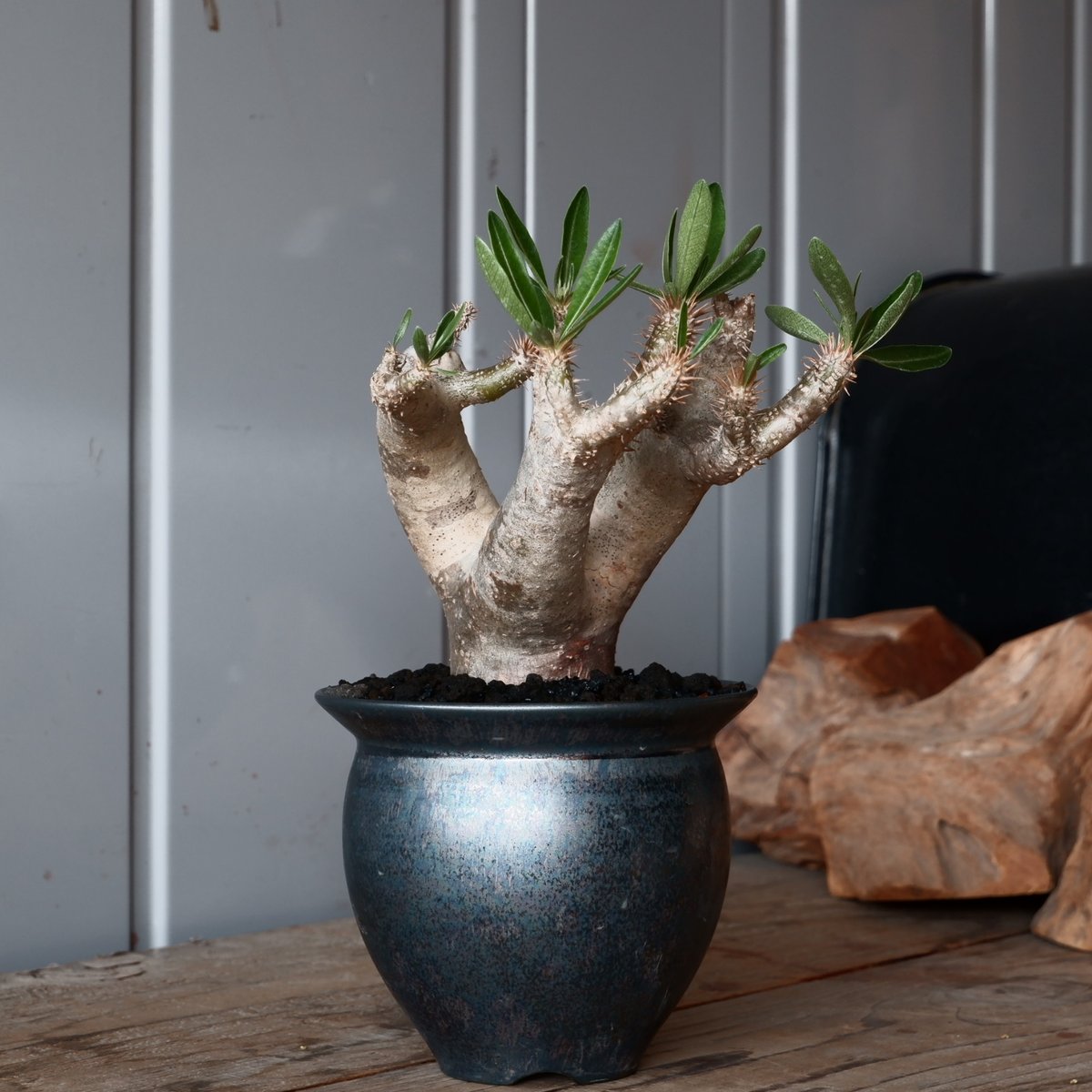 パキポディウム ブレビカリックス 輸入株［No.21］ × 坂本新 作